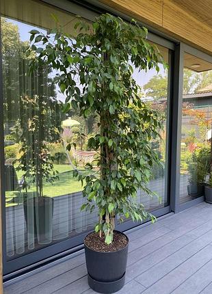Фикус бенджамина (ficus benjamina) с горшком, высота 2,20