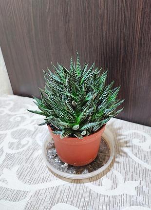Хавортія радула (haworthiopsis attenuata var. radula)