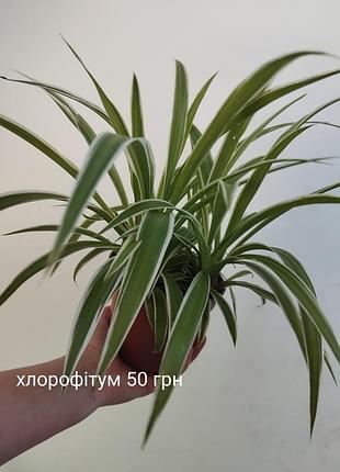 Хлорофитум океан