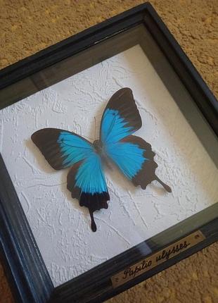 коллекционная рамка с бабочкой papilio ulysses (австралия)