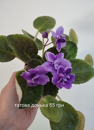 Сенполия, фиалка. розродаж!