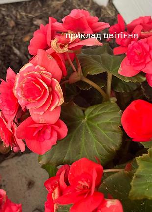 Бегония элатиор 4