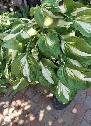 Хостахоста хвиляста «медіоварієгата» (лат. hosta undulata 'mediovariegata').це класичний і один із найпопулярніших садових сортів хости
