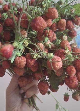 Продам садушке земляники садовой