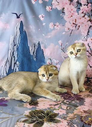 Шотландские котята золотая шишинла