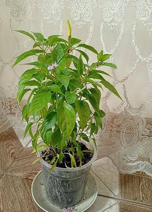 Вибухові жаринки 2