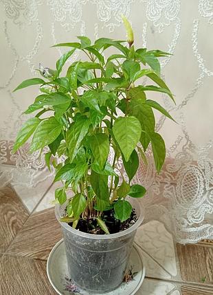 Вибухові жаринки 3