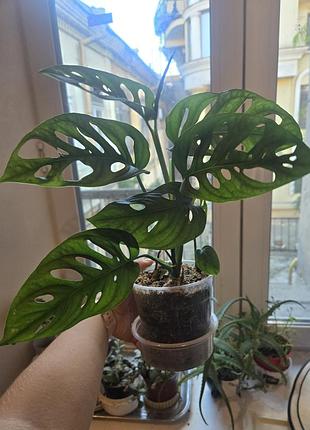 Монстера манки - monstera adansonii