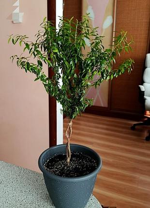 Мирт домашнее дерево 6