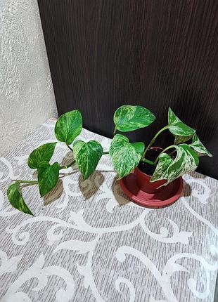 Эпипремнум марбл квин (epipremnum marble queen)