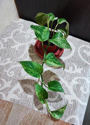 Эпипремнум марбл квин (epipremnum marble queen) 2