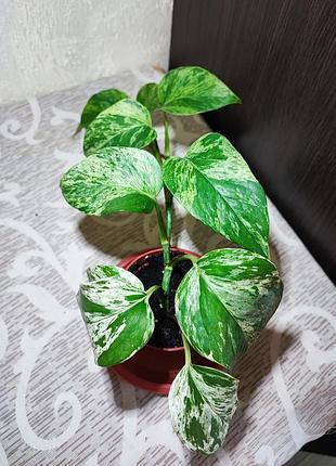 Эпипремнум марбл квин (epipremnum marble queen) 3