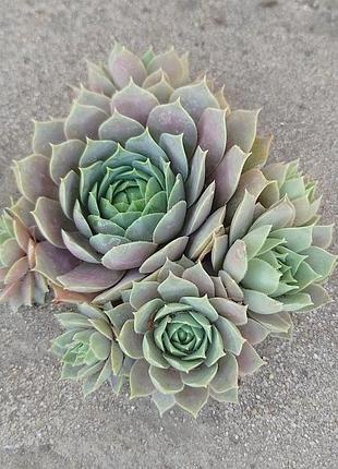 Сортовые уличные суккуленты молодило sempervivum выдерживают засухую и мороз.