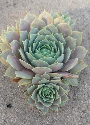 Сортовые уличные суккуленты молодило sempervivum выдерживают засухую и мороз.