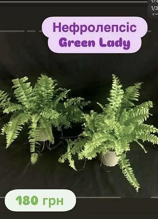 Нефролепсіс green lady