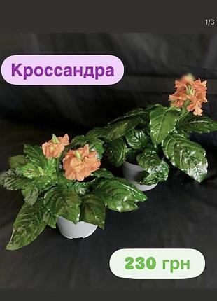 Кроссандра