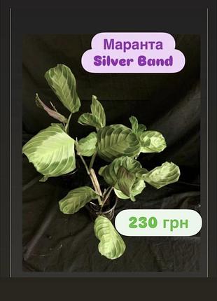 Маранта silver band