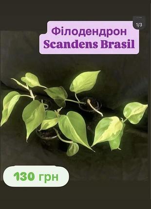 Філодендрон scandens brasil