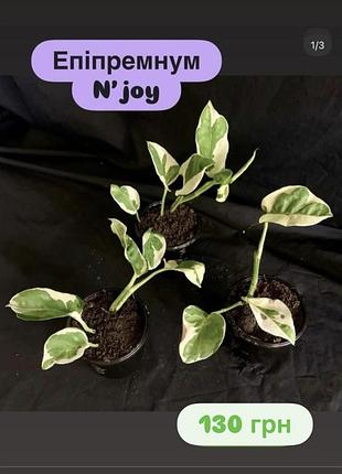Епіпремнум n joy