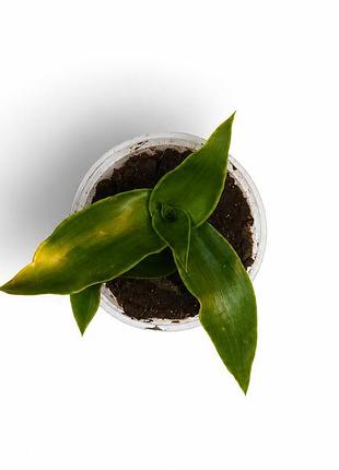 Золотой ус callisia fragrans, каллизия душистая, лечебное растение
