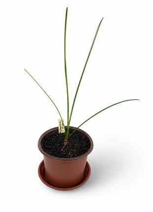 Зефірантес білий zephyranthes candida, лілія кімнатна рослина