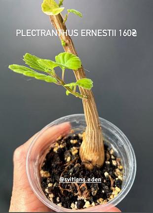 Сукуленти плектрантус ернеста 3