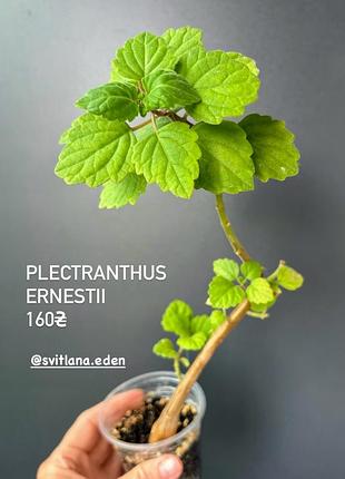 Сукуленти плектрантус ернеста 2