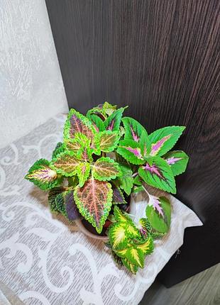 Колеус мікс (coleus)