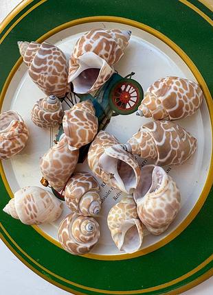Ракушки babylonia