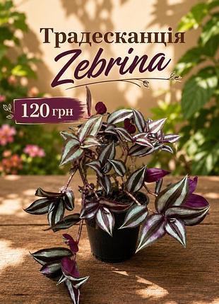 Традесканція zebrina