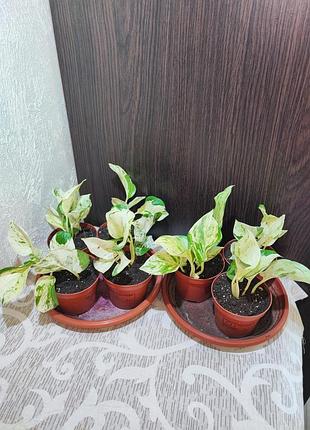Эпипремнум золотистый хеппи лиф (epipremnum aureum happy leaf)