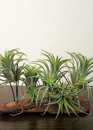 Тиландсия фиалковиточная tillandsia ionantha