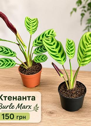 Ктенанта burle max