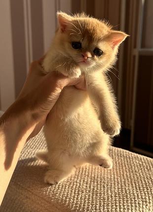 Котики золотая шиншилла
