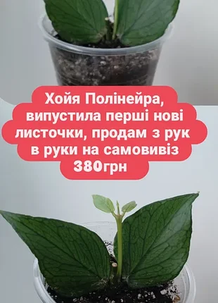 Только тернопила укорененная хойя полинейра срез с новым листочком