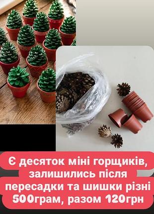 Набор для творчества шишки сосновые 500грам и мини горшка 6см