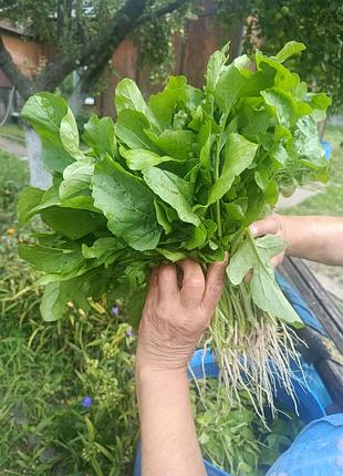 Рукола домашняя зелень на 1 кг - 200 грн ) самовизов, киев