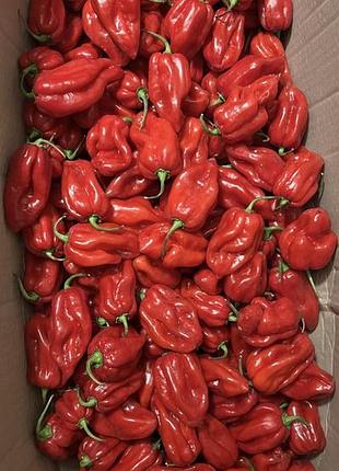 Гострий перець habanero red savina 400 000 shu.