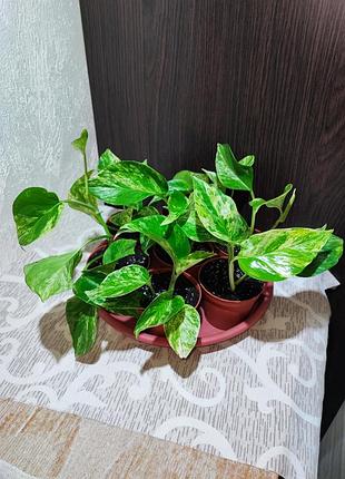 Епіпремнум золотистий (marble queen)