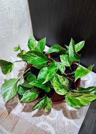 Эпипремнум марбл квин (epipremnum marble queen) 2