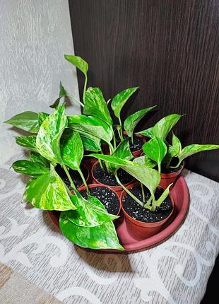 Эпипремнум марбл квин (epipremnum marble queen) 3