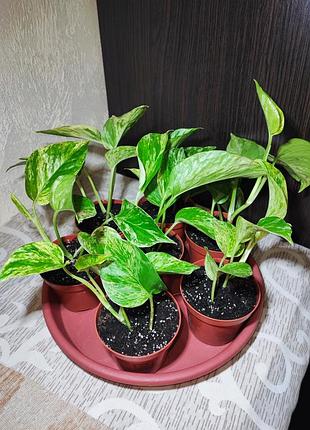 Эпипремнум марбл квин (epipremnum marble queen) 4