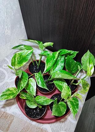 Эпипремнум марбл квин (epipremnum marble queen) 5