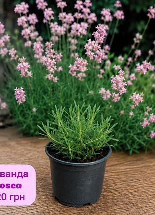 Лаванда rosea