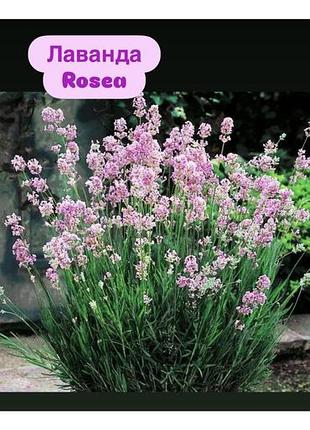 Лаванда rosea 2