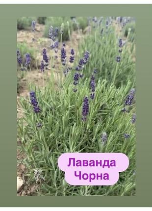 Лаванда чорна 2