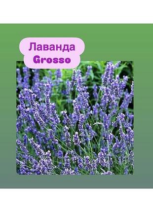 Лаванда grosso 2