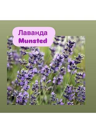 Лаванда munstead 3