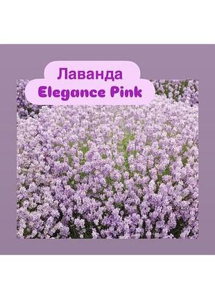 Лаванда elegance pink 3