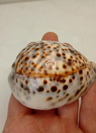 Морська мушля тигровая ципрея 6,5 см cypraea tigris морская ракушка тигровая каури